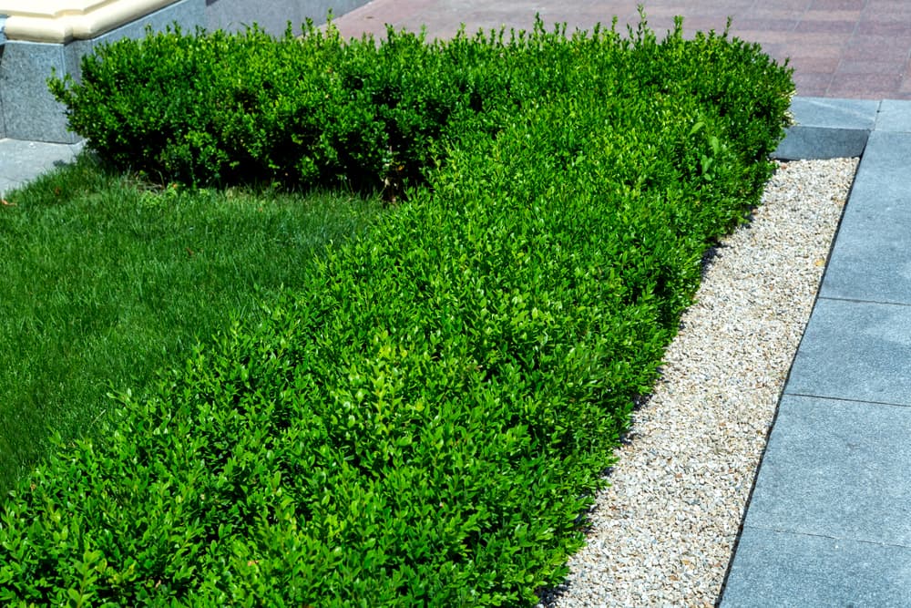 Landscaping profesional